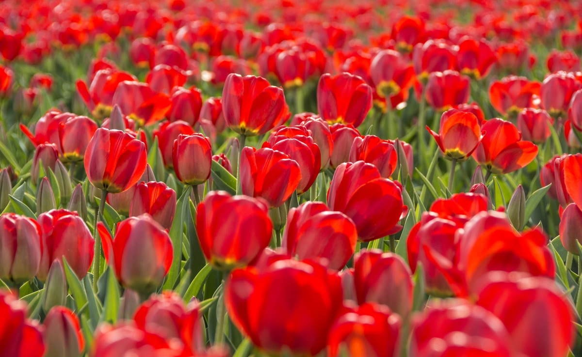 A field of red tulips in the Netherlands