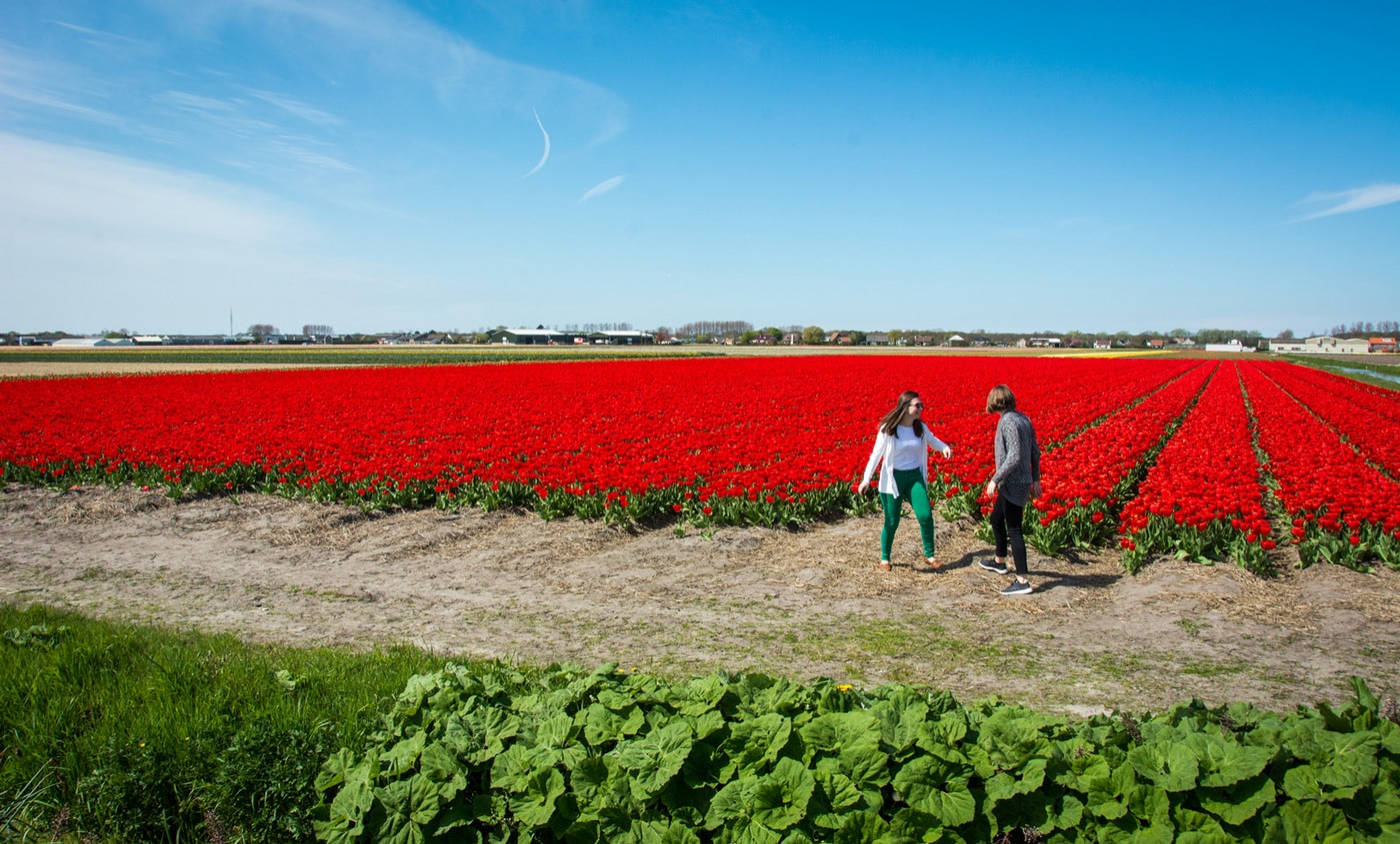 Two girls frolicking in the tulips in the Netherlands