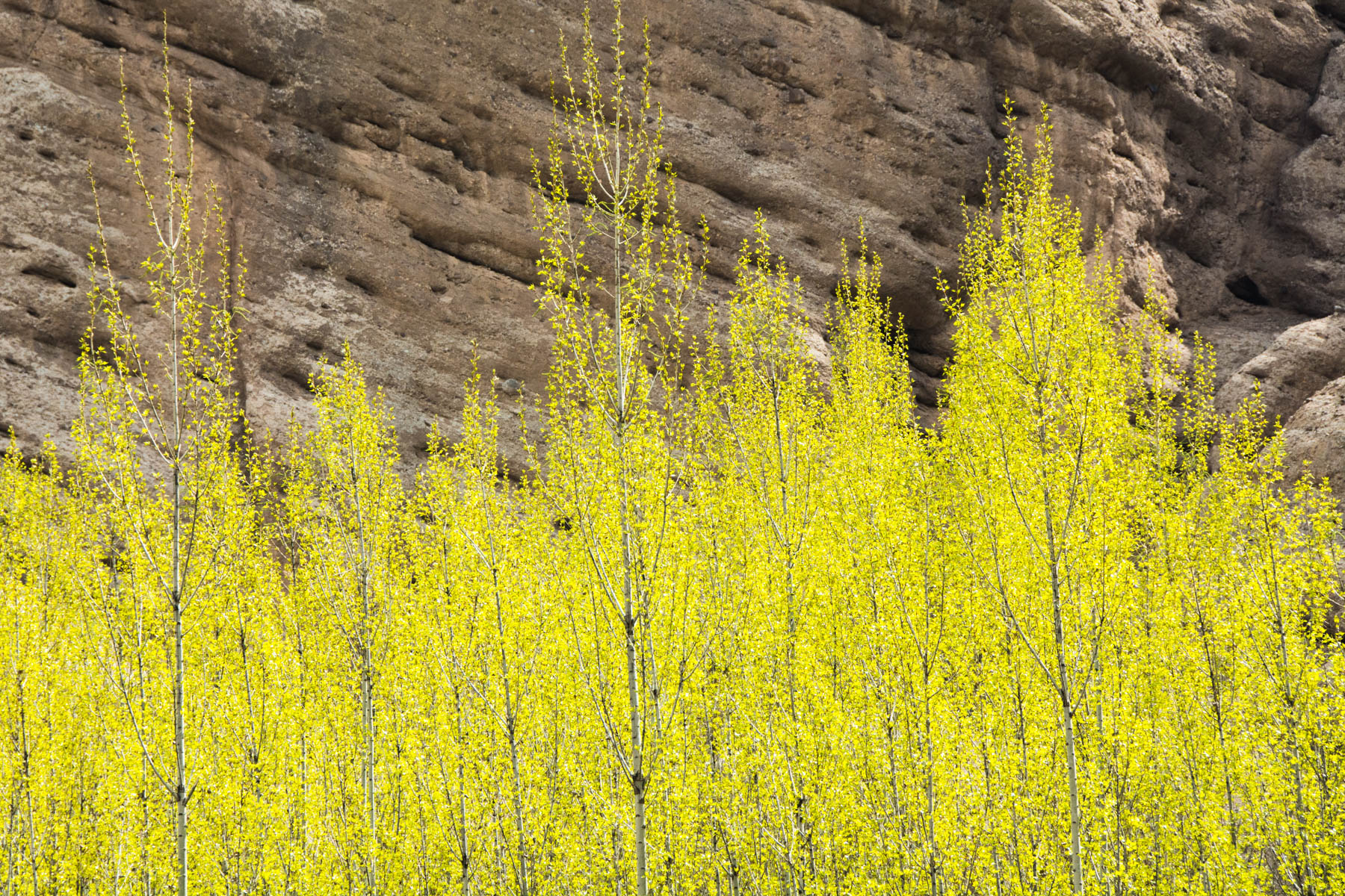 Spring colors on trees in the valley