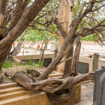 A tree growing from the tomb at Jami mausoleum in Torbat-e Jam