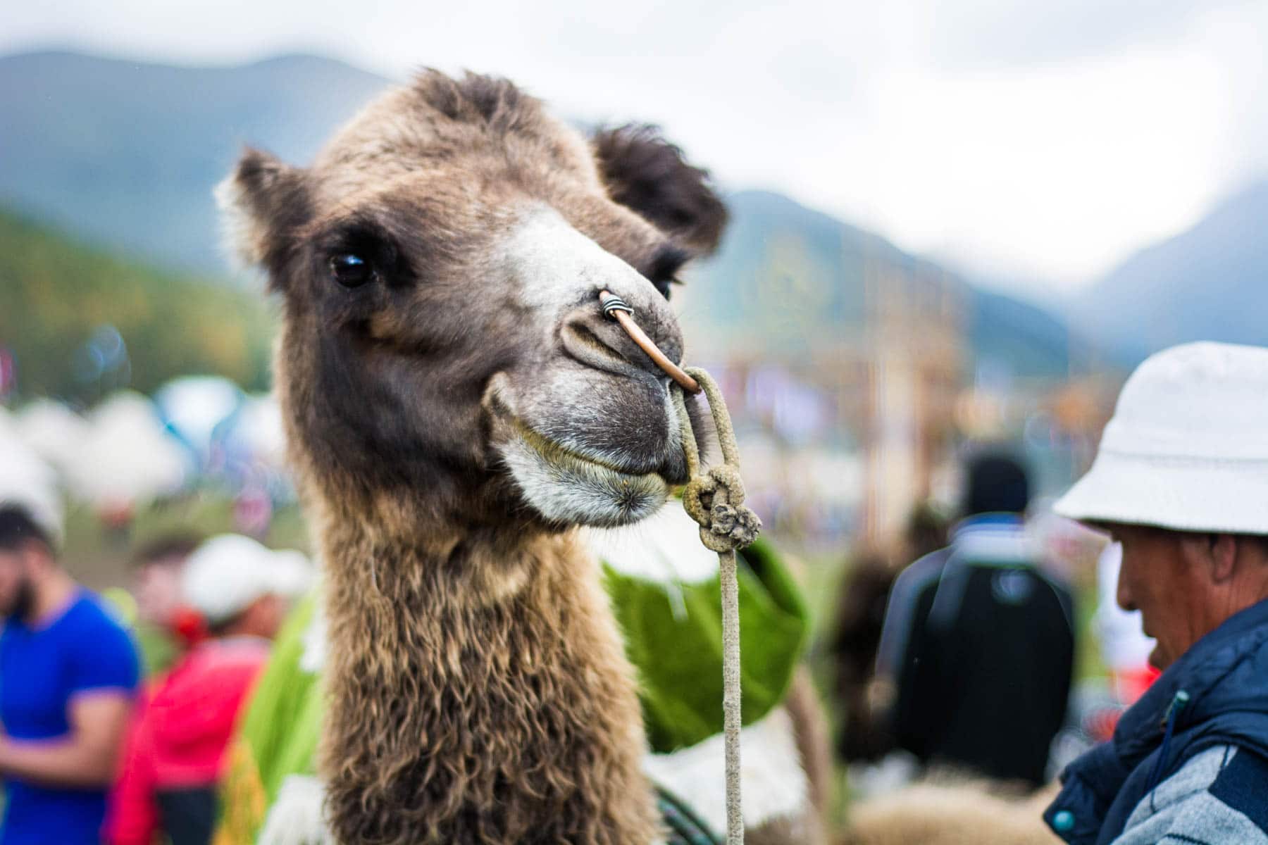 Camel at the World Nomad Games in Kyrgyzstan