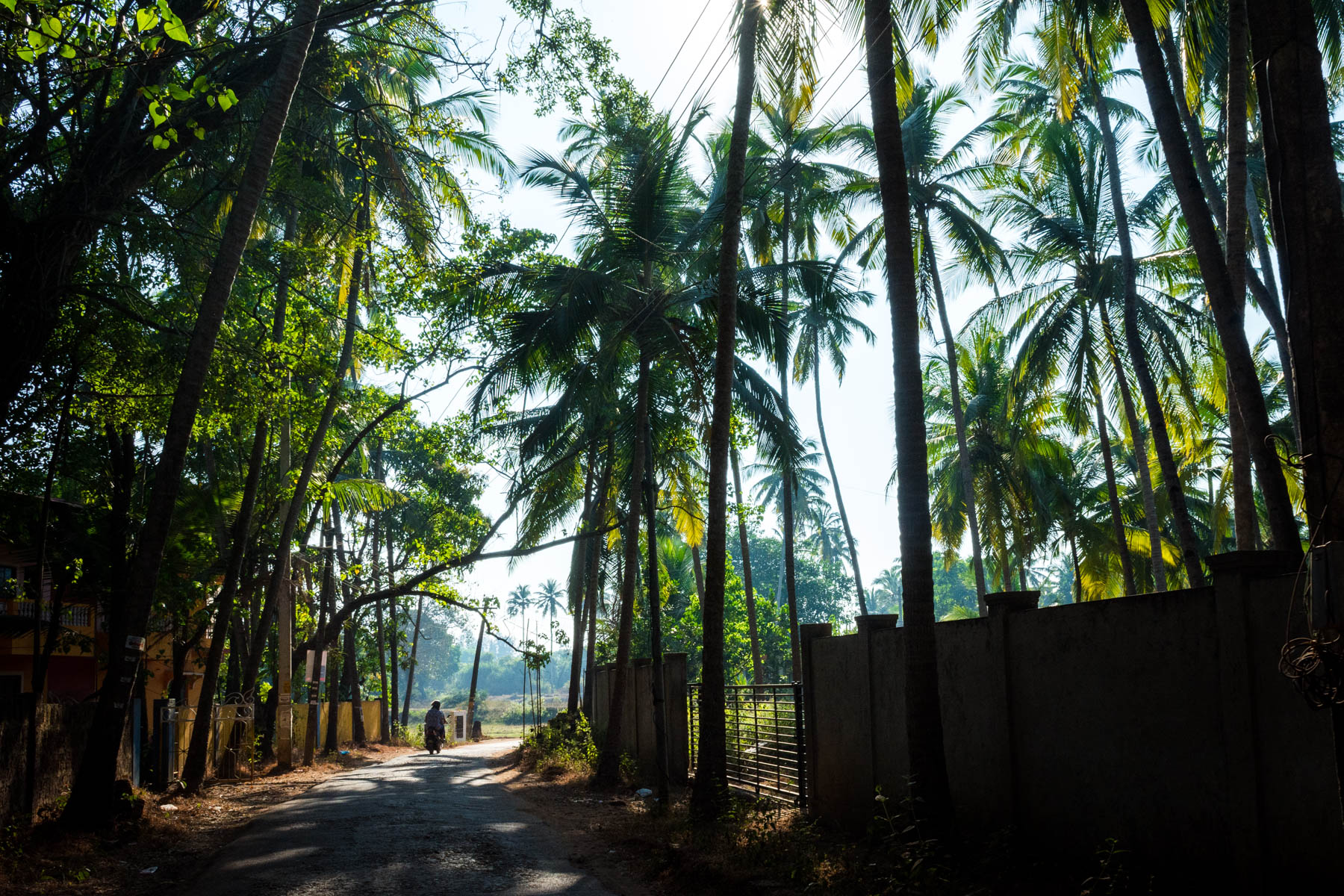 Motorbiking on Goa's winding, forested roads