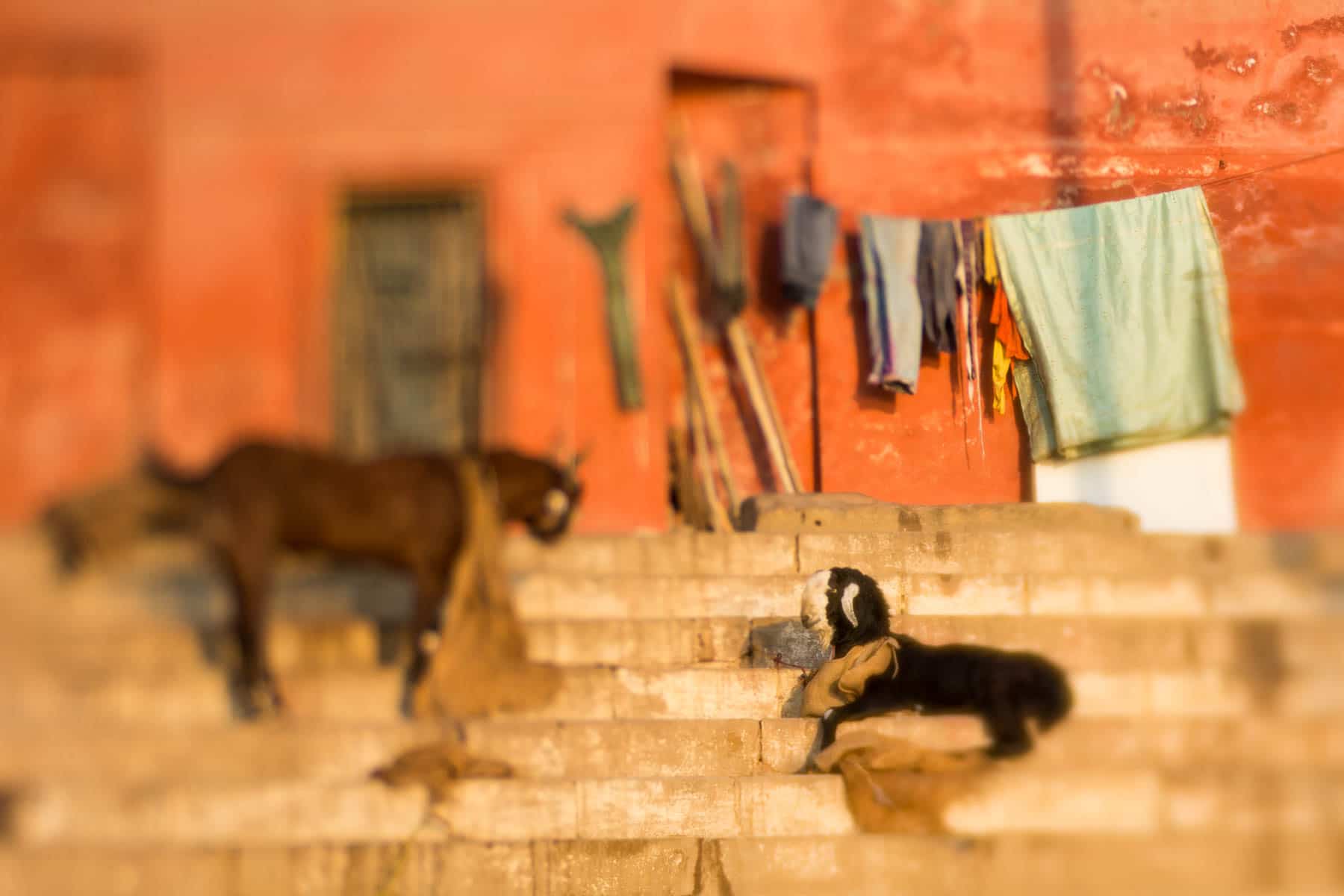 Lensbaby Edge 50 Optic review - Goats on the Ganges in Varanasi, India - Lost With Purpose