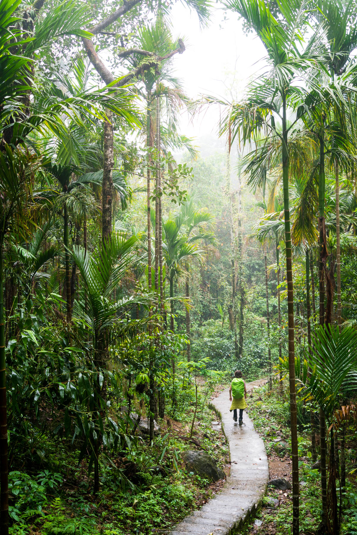 A boy trekking through the jungle