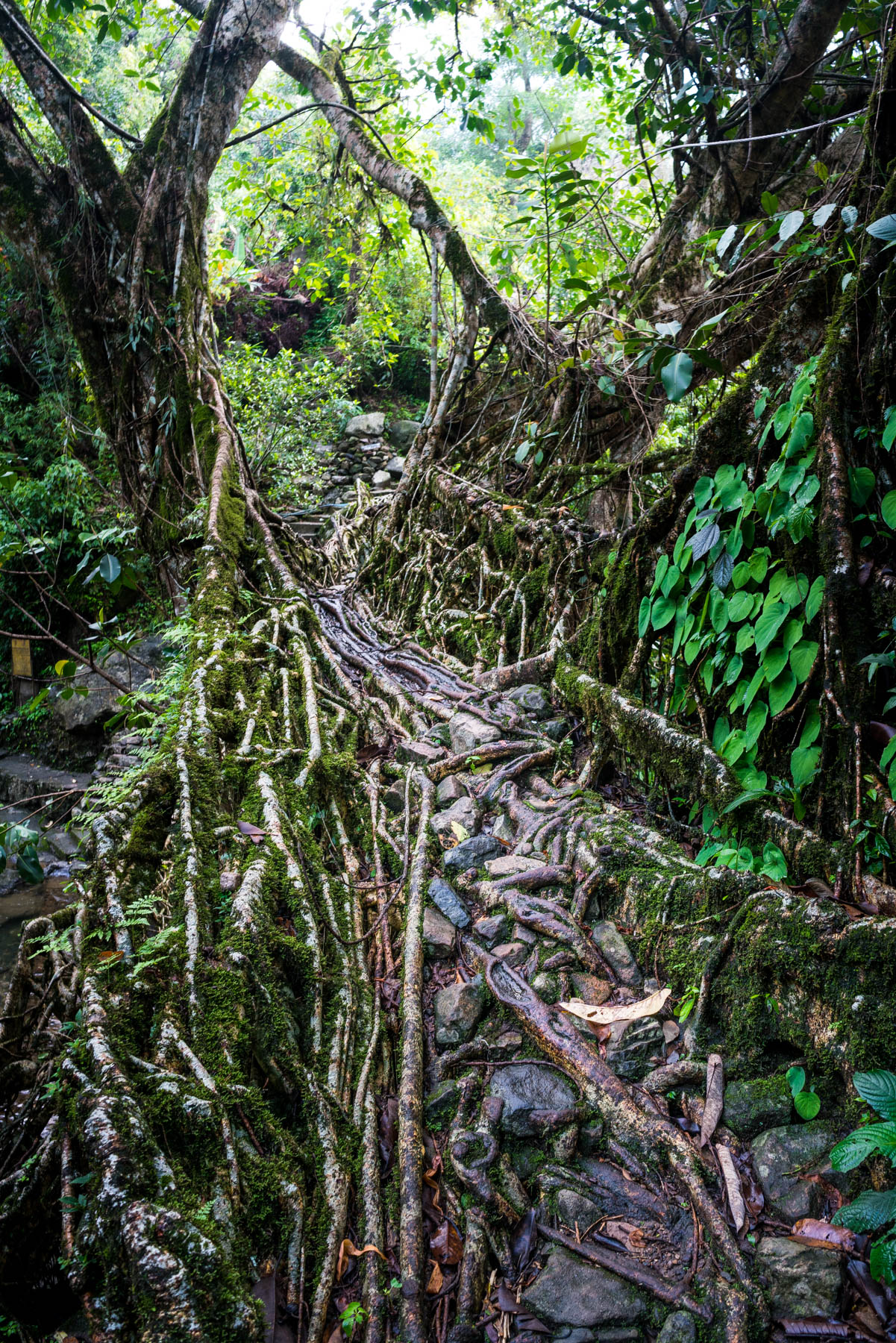 Living root bridge in detail