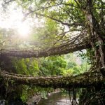 How to get from Guwahati to Shillong and Cherrapunjee in Meghalaya, India - Root bridge in Nongriat - Lost With Purpose