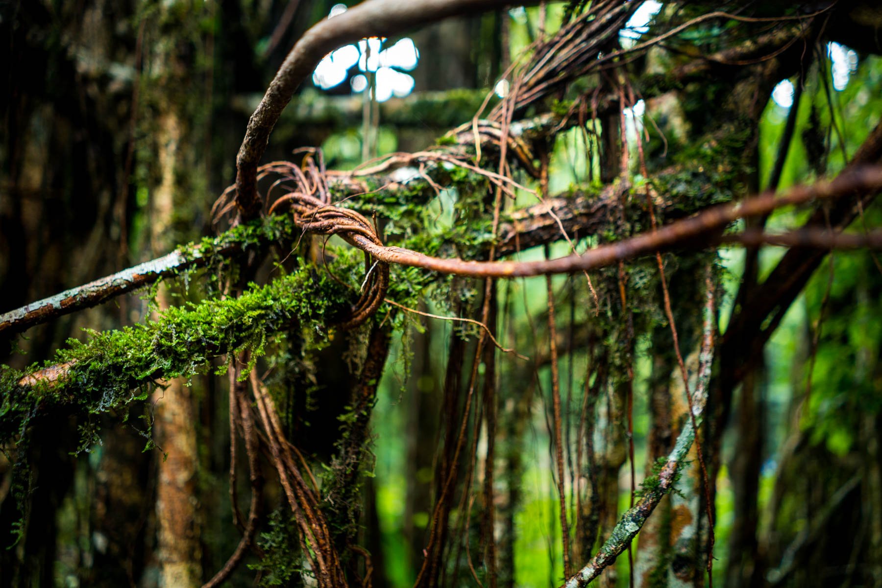 Tied rubber tree roots in Nongriat village, Meghalaya, India