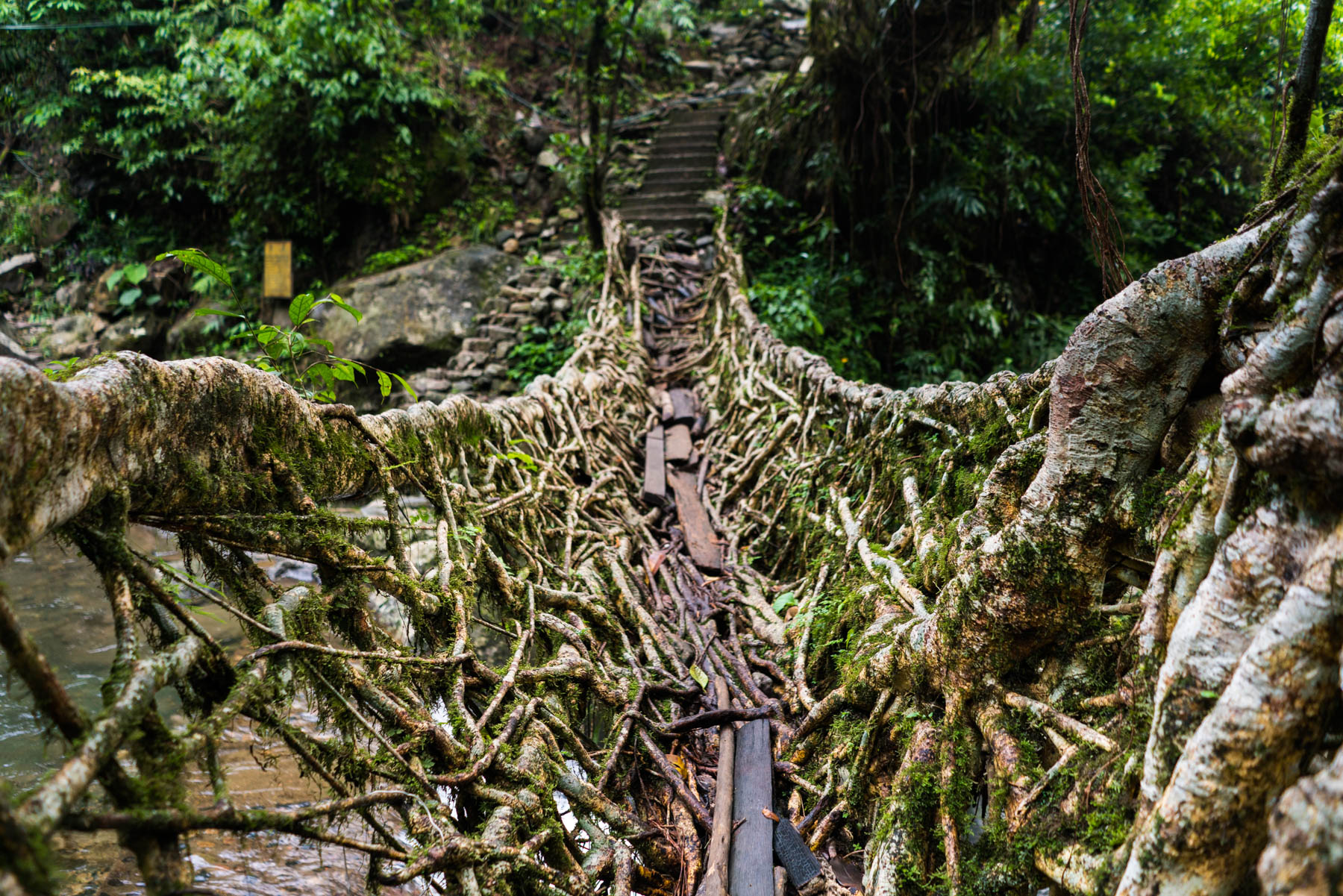 The lower level of Umshiang double-decker living root bridge