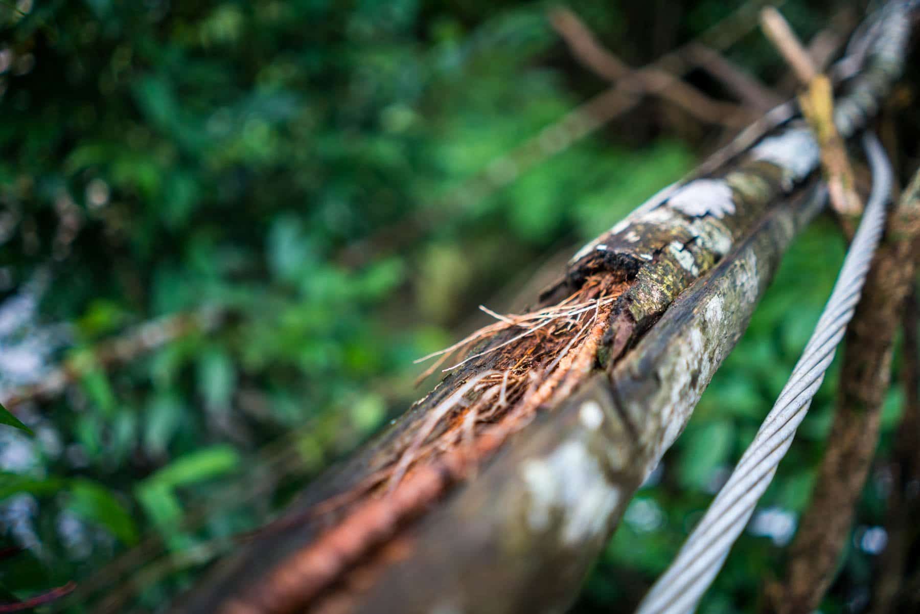 Cable guiding tree roots in Nongriat, Meghalaya, India