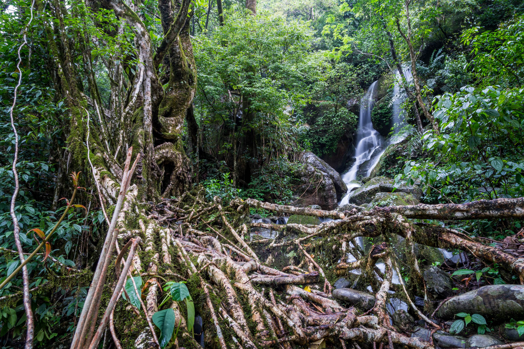 Root bridge and waterfall