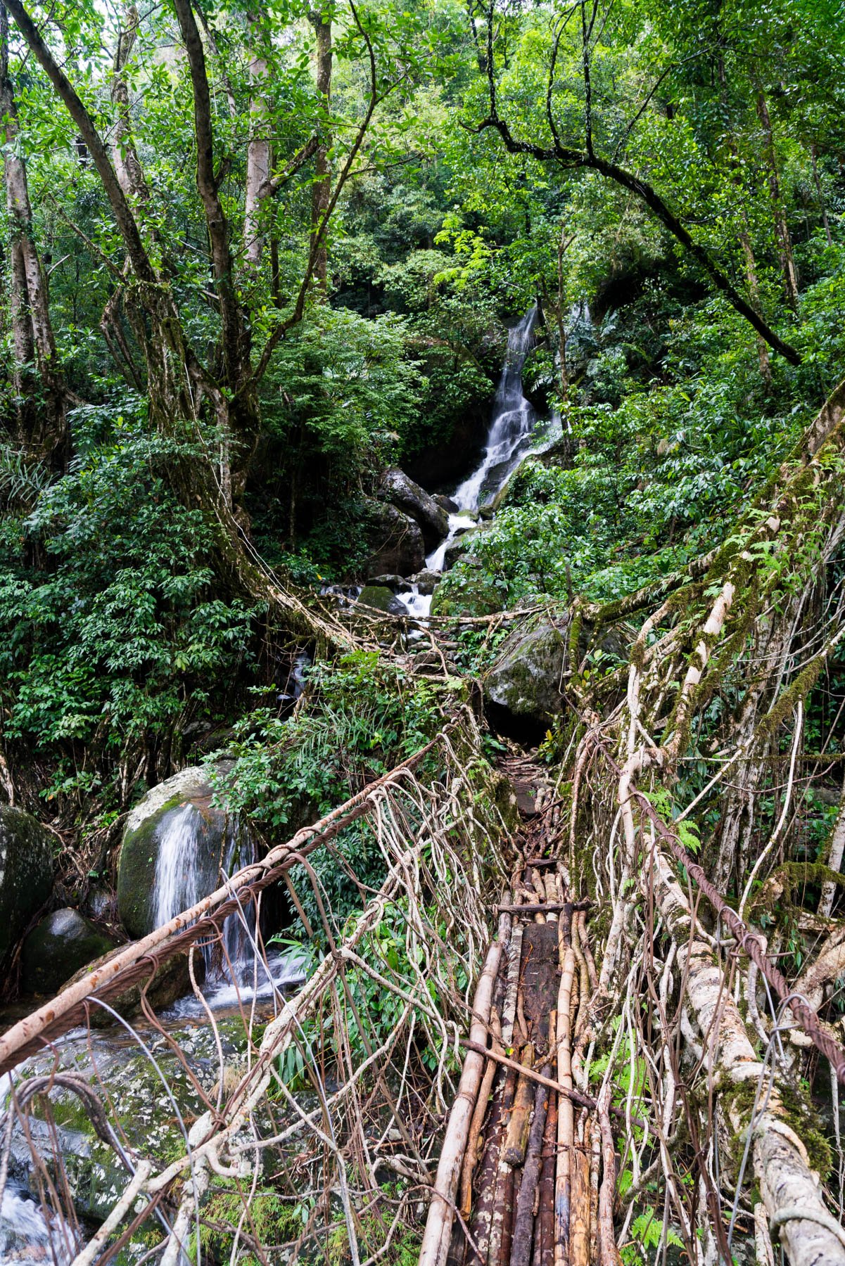 A waterfall and root bridge in the works