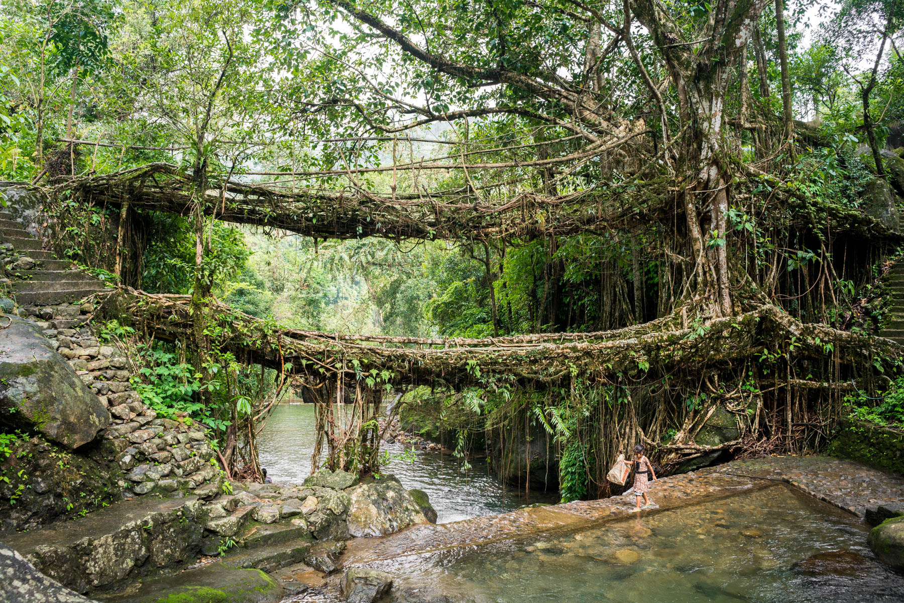 A local village girl walking past Umshiang double-decker root bridge