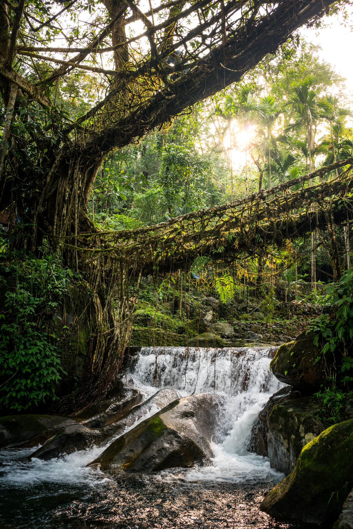 Living Roots Bridge Near Nongriat Village, Cherrapunjee, Meghalaya, India.  Stock Photo - Image of east, formed: 111102496