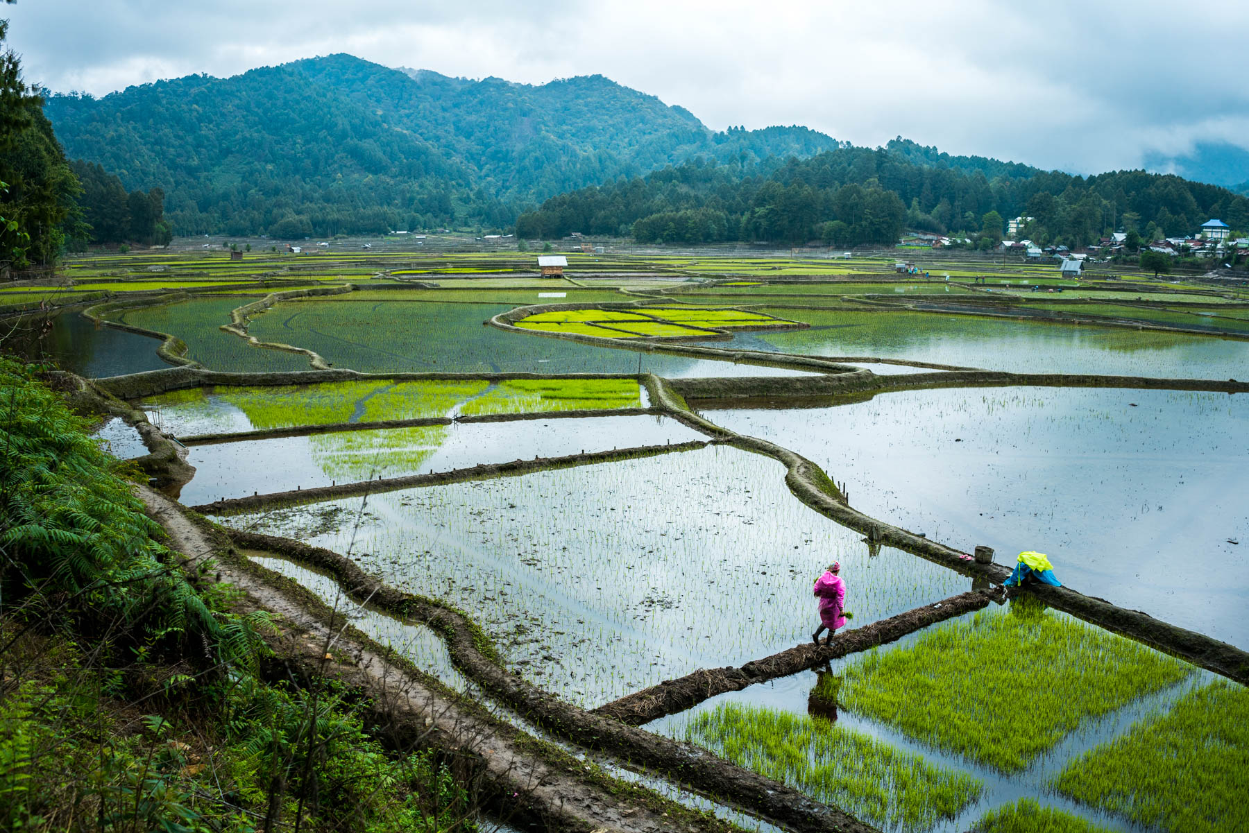 Travel to Arunachal Pradesh, India - A woman walking on the rice paddies in Ziro Valley - Lost With Purpose