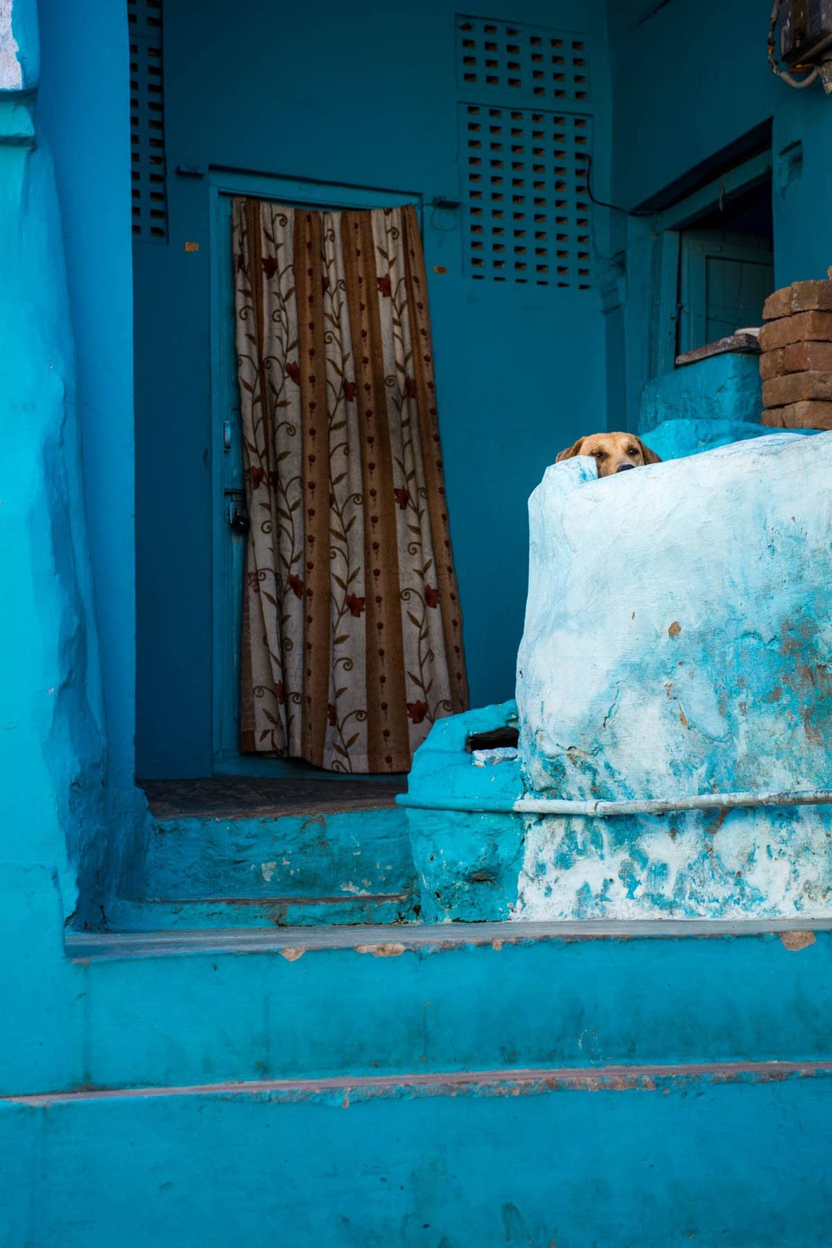 A dog on a blue stoop