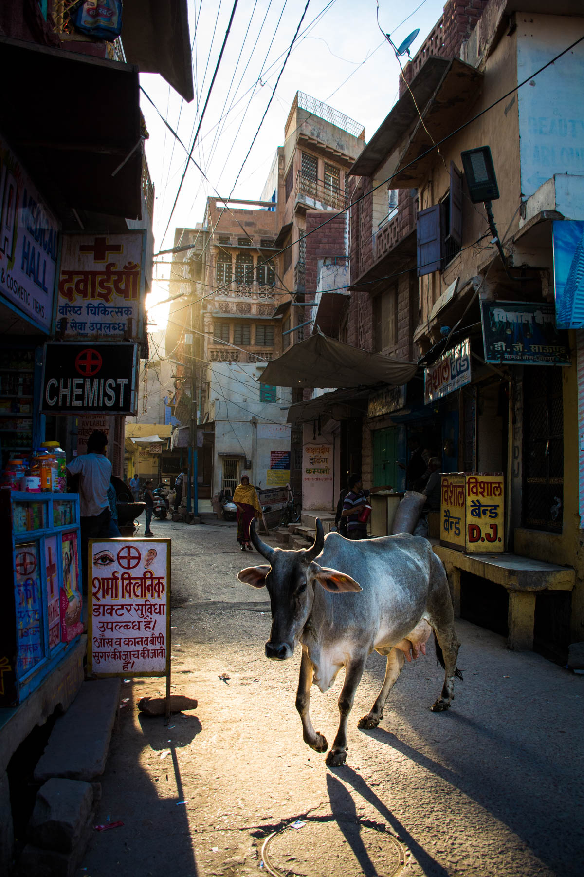 A rogue cow crossing the streets during sunset in Jodhpur, Rajasthan, India.