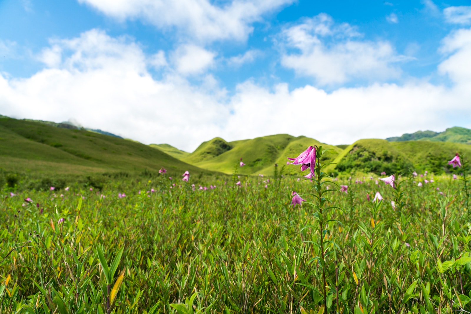 Pink summer flowers beginning to bloom in Dzukou Valley