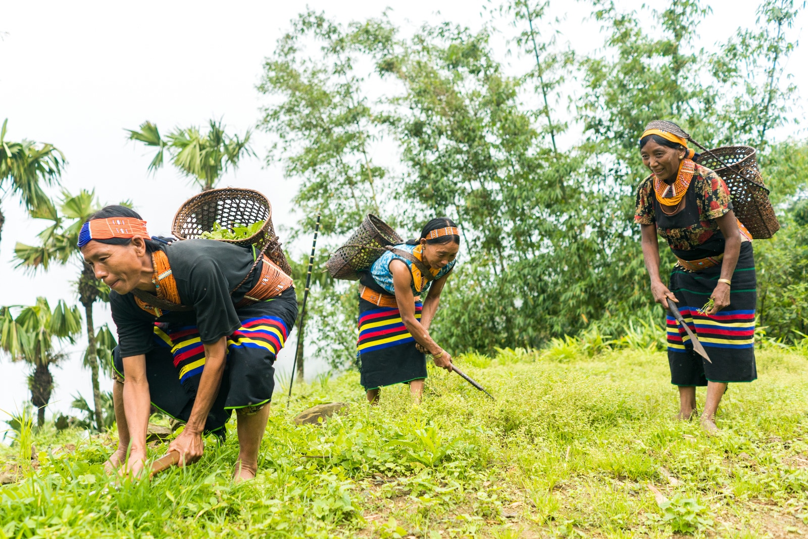 Photos of traditional tribal culture in Longwa village, Nagaland, Northeast India - Longwa women in traditional dress picking plants - Lost With Purpose