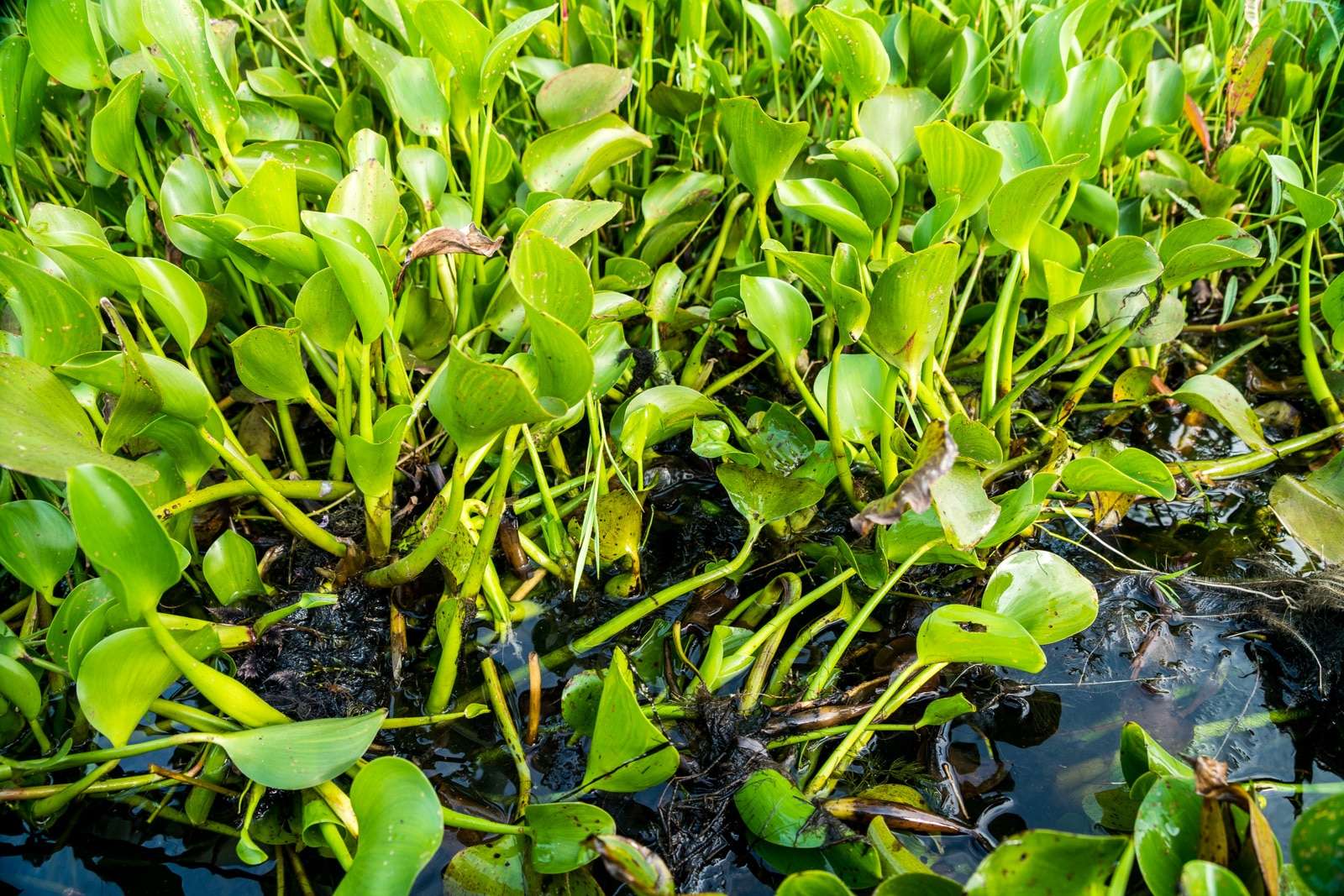 Why you need to visit Loktak Lake, Manipur, Northeast India - Phumdis plant growth - Lost With Purpose