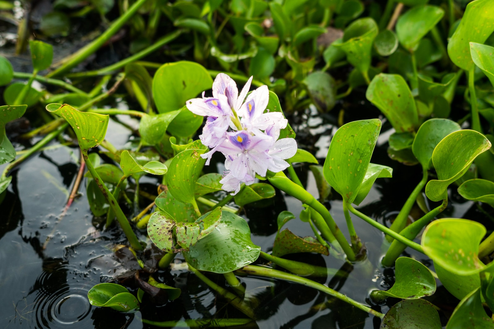 Why you need to visit Loktak Lake, Manipur, Northeast India - Purple flower in a phumdis - Lost With Purpose