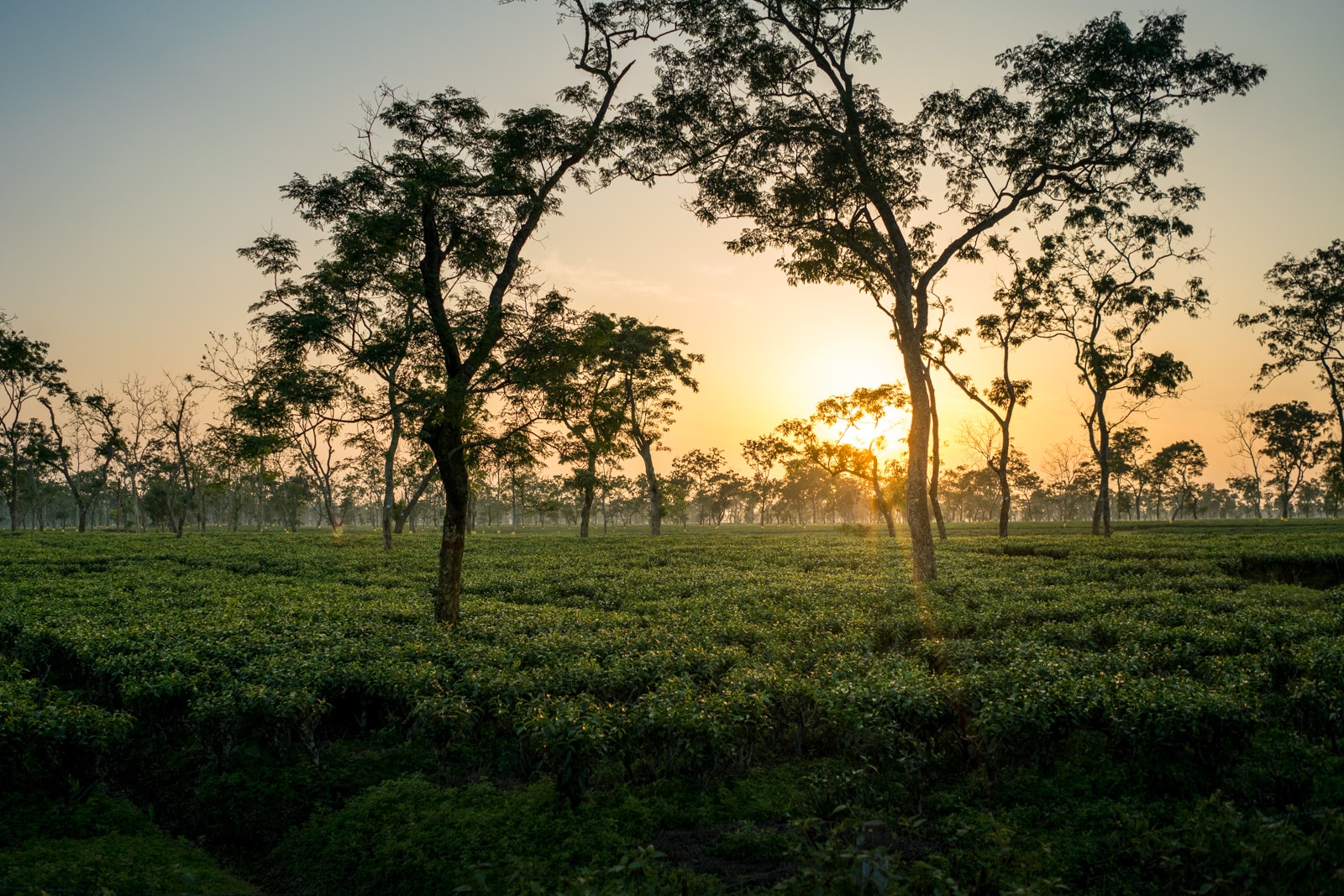 Why you need to travel in Northeast India - Sunset over tea fields in Assam, India - Lost With Purpose travel blog