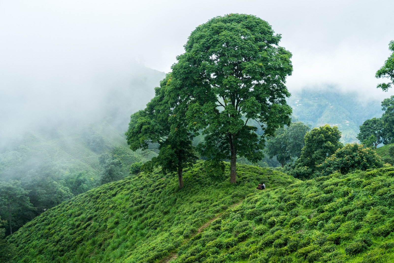 Travel in Nepal during monsoon - Ilam covered in clouds - Lost With Purpose travel blog