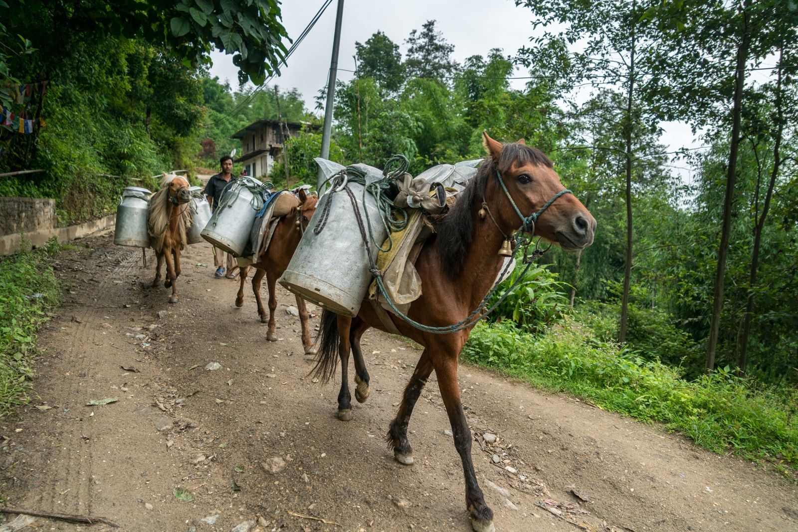 What it's like to travel during monsoon in Nepal - Pack horses on the way to Mai Pokhari lake near Ilam - Lost With Purpose travel blog