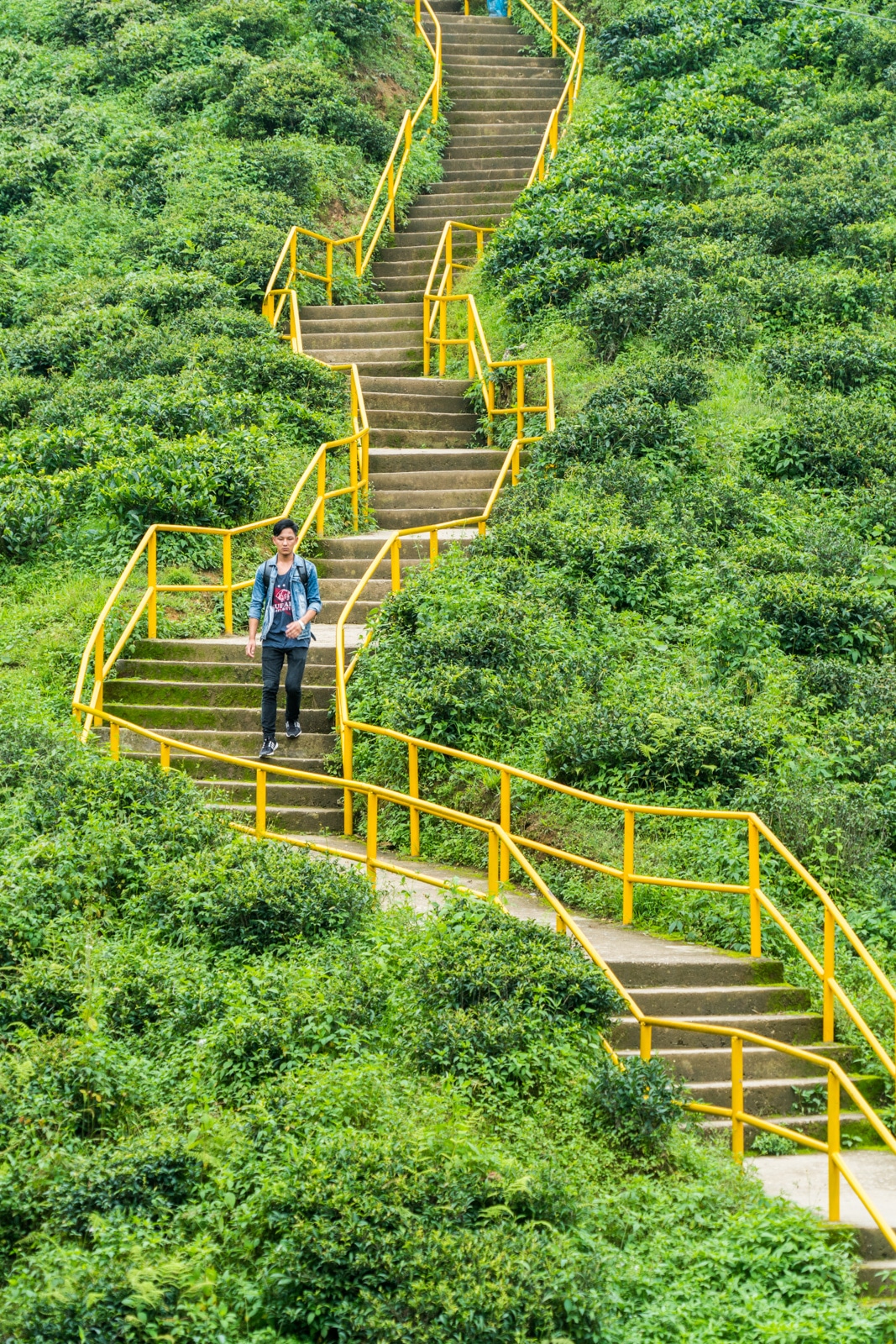 One of many walkways through the tea fields of Ilam, an off the beaten track town in East Nepal famous for tea production.