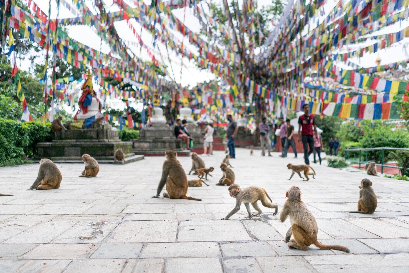 Things to do in Kathmandu, Nepal during monsoon - Rhesus monkeys playing at Swayambhunath Stupa/Monkey temple - Lost With Purpose travel blog