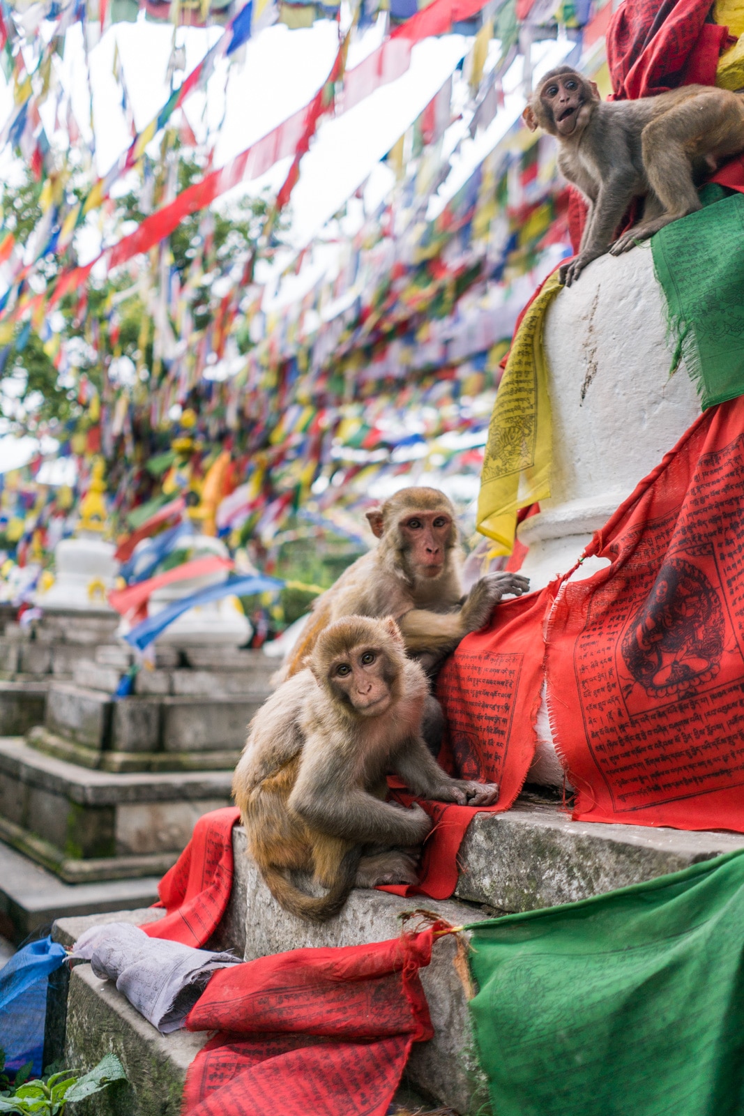 Two rhesus monkeys hanging out on prayer flags at the Buddhist Swayambhunath Stupa in Kathmandu, Nepal, more commonly known as the Monkey Temple. A must-see in Kathmandu for travelers!