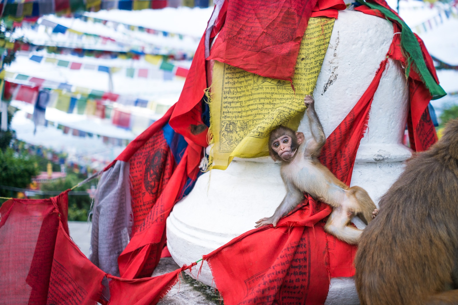 Things to do while traveling during monsoon in Nepal - A baby monkey on the prayer flags at Swayambhunath stupa, AKA Monkey Temple in Kathmandu - Lost With Purpose travel blog