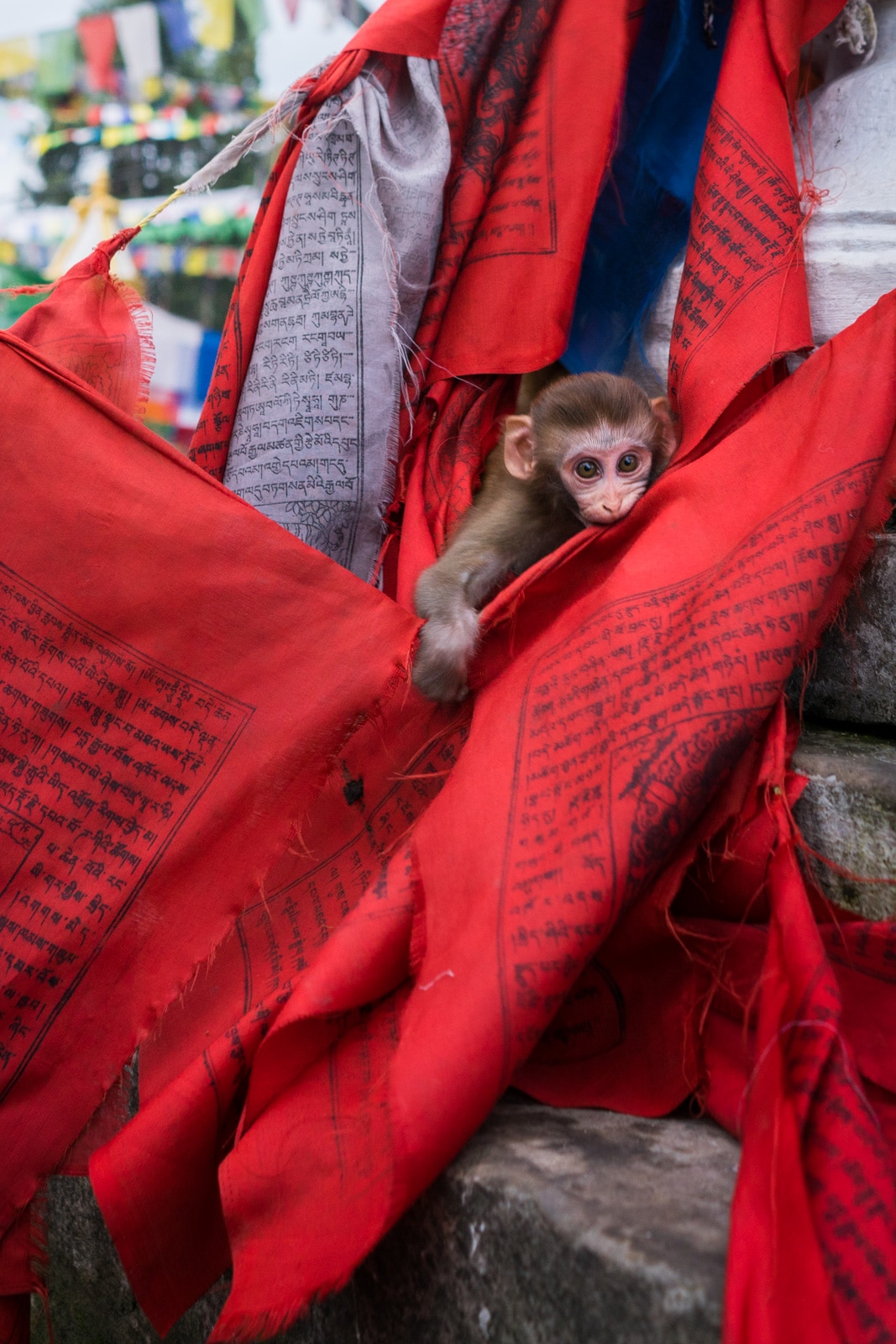 A baby rhesus monkey hanging out on Buddhist prayer flags at the Monkey Temple in Kathmandu, Nepal. A must-visit place for anyone traveling in Nepal during monsoon.