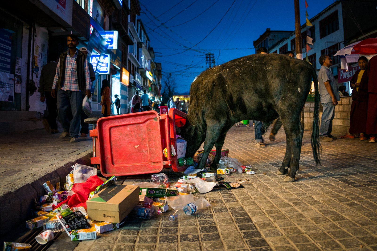 Why we fell in love with India - A cow eating trash in Leh Ladakh, India - Lost With Purpose travel blog