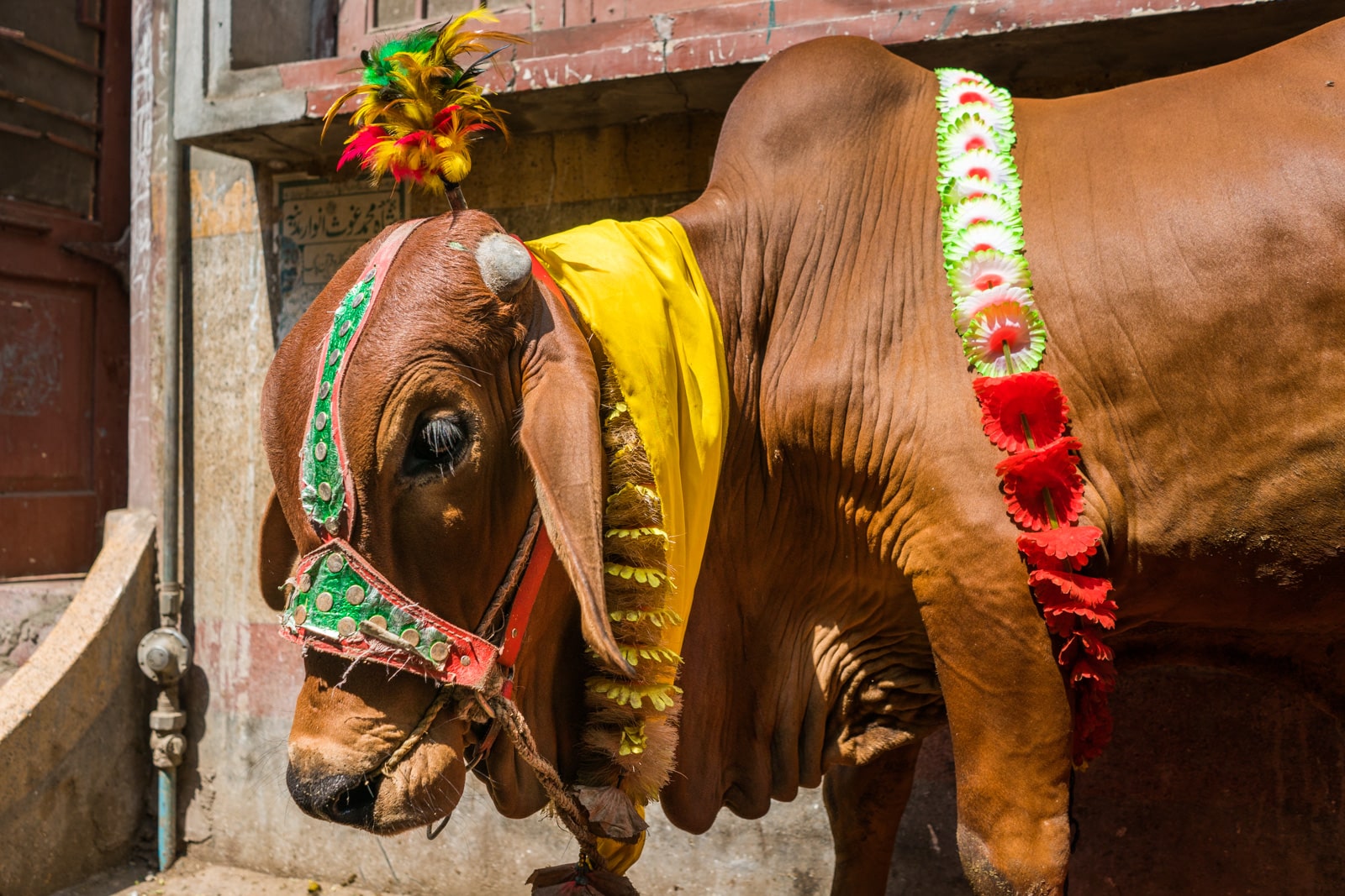 Celebrating Eid al-Adha in Lahore, Pakistan - A cow in colorful decorations tied to the wall - Lost With Purpose travel blog