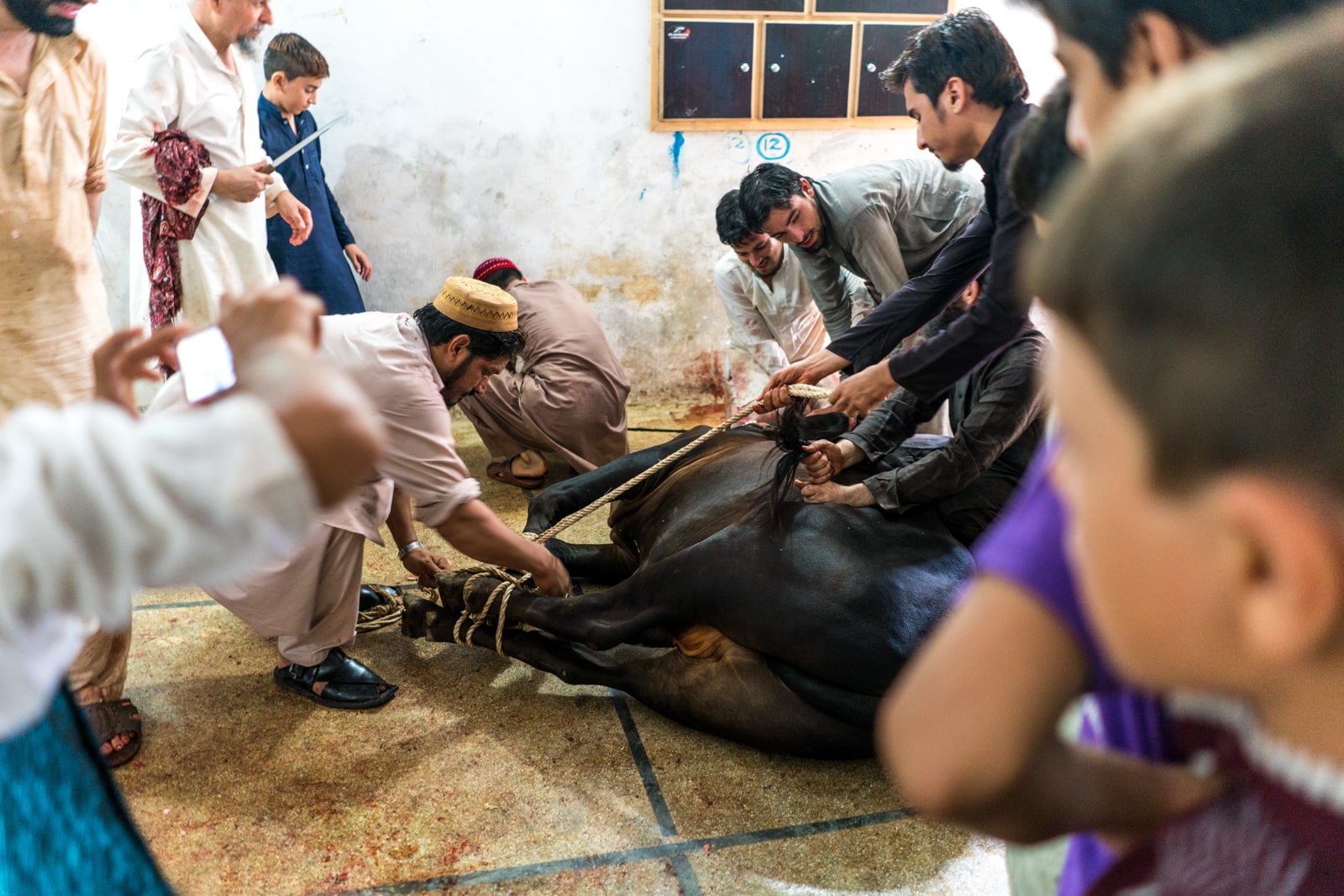 Celebrating Eid al-Adha in Lahore, Pakistan - Men tying up a cow's legs with rope - Lost With Purpose travel blog