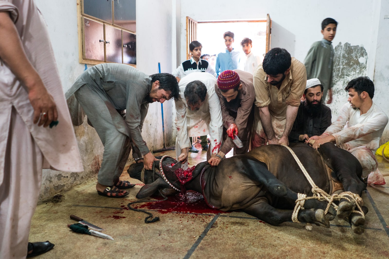 Celebrating Eid al-Adha in Lahore, Pakistan - Men sacrificing a cow for Eid al-Adha - Lost With Purpose travel blog