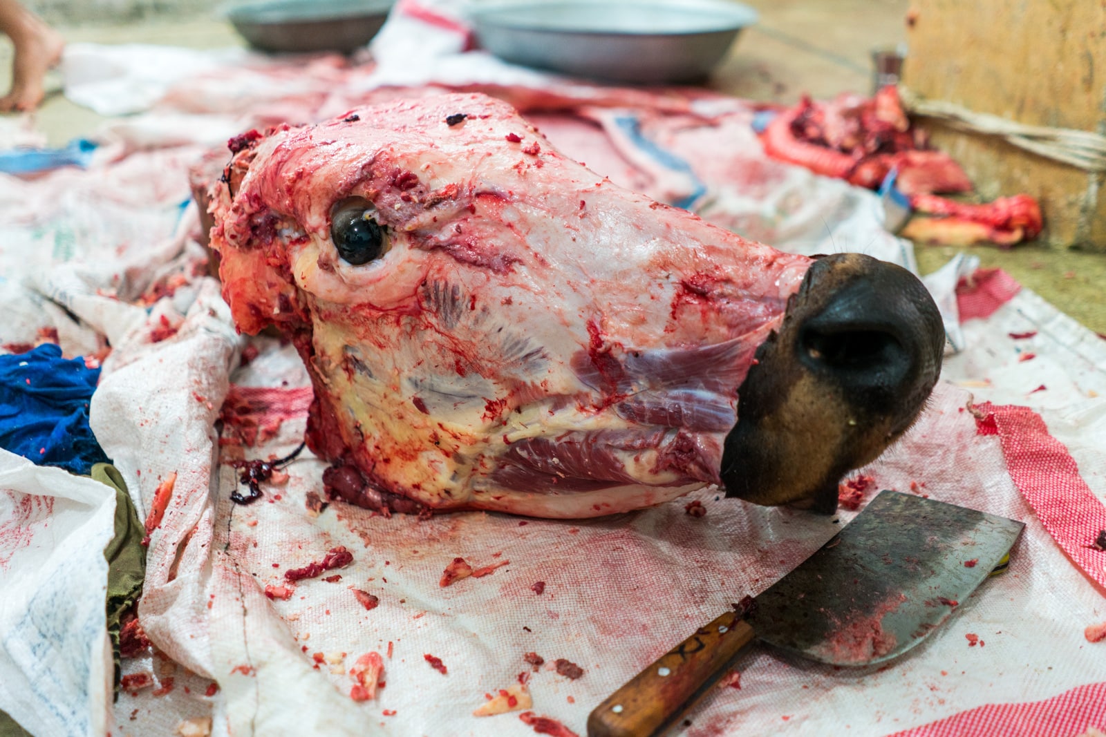 Celebrating Eid al-Adha in Lahore, Pakistan - A severed, skinned cow head on the ground with butcher's knife - Lost With Purpose travel blog
