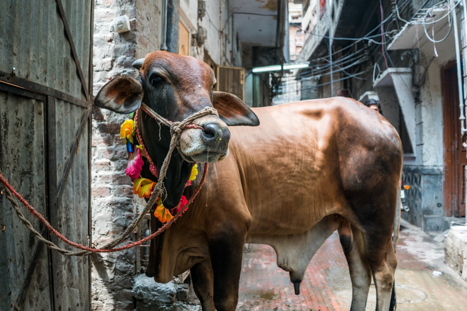 Celebrating Eid al-Adha in Lahore, Pakistan - A cow tied up on the streets - Lost With Purpose travel blog