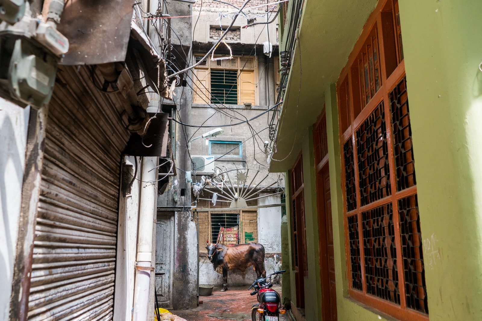 Celebrating Eid al-Adha in Lahore, Pakistan - A cow standing in an alley in Lahore - Lost With Purpose travel blog