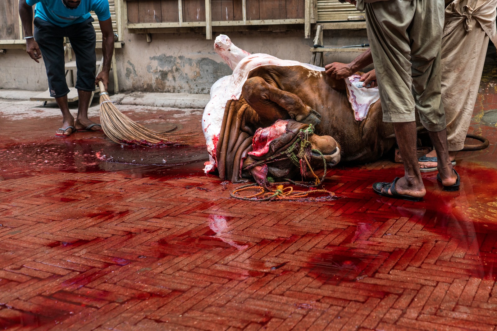 Celebrating Eid al-Adha in Lahore, Pakistan - Dead cow in a blood puddle