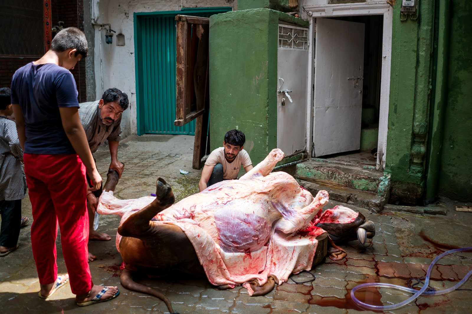 Celebrating Eid al-Adha in Lahore, Pakistan - A cow being skinned on the streets - Lost With Purpose travel blog