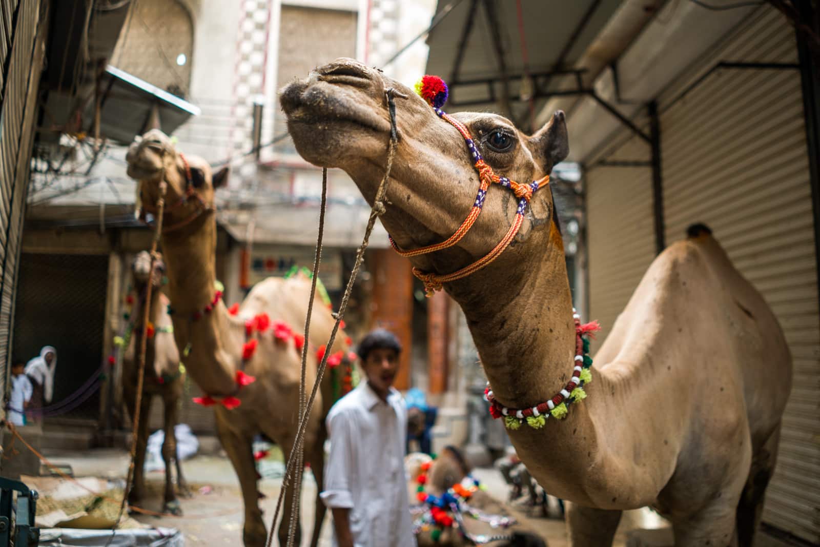 Celebrating Eid al-Adha in Lahore, Pakistan - Several camels tied up on the street - Lost With Purpose travel blog