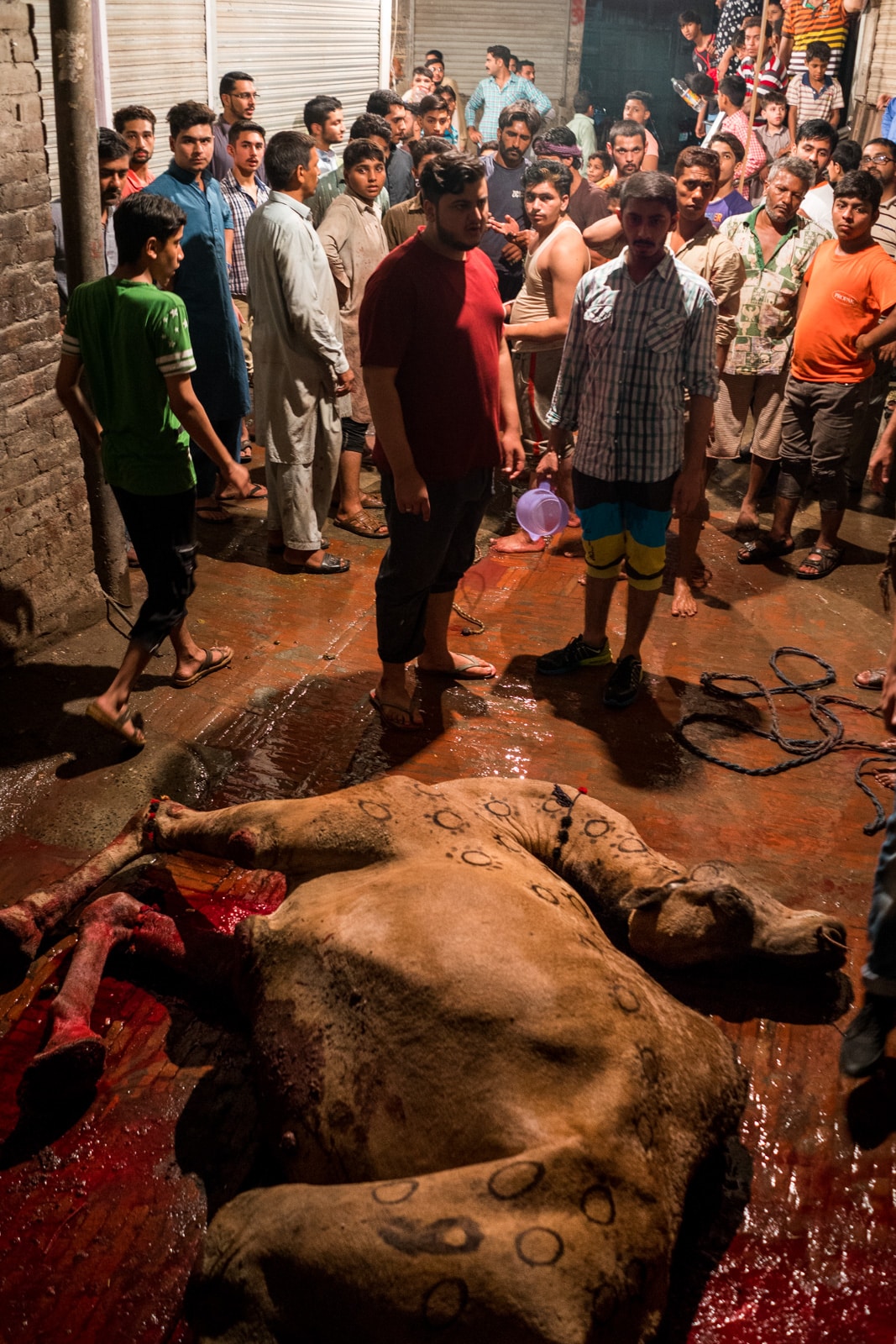 Celebrating Eid al-Adha in Lahore, Pakistan - Dead camel on the street - Lost With Purpose travel blog