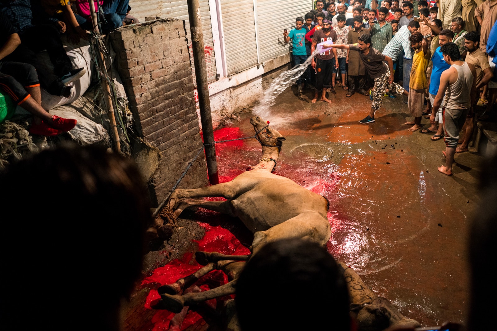 Celebrating Eid al-Adha in Lahore, Pakistan - A very bloody and almost dead camel - Lost With Purpose travel blog