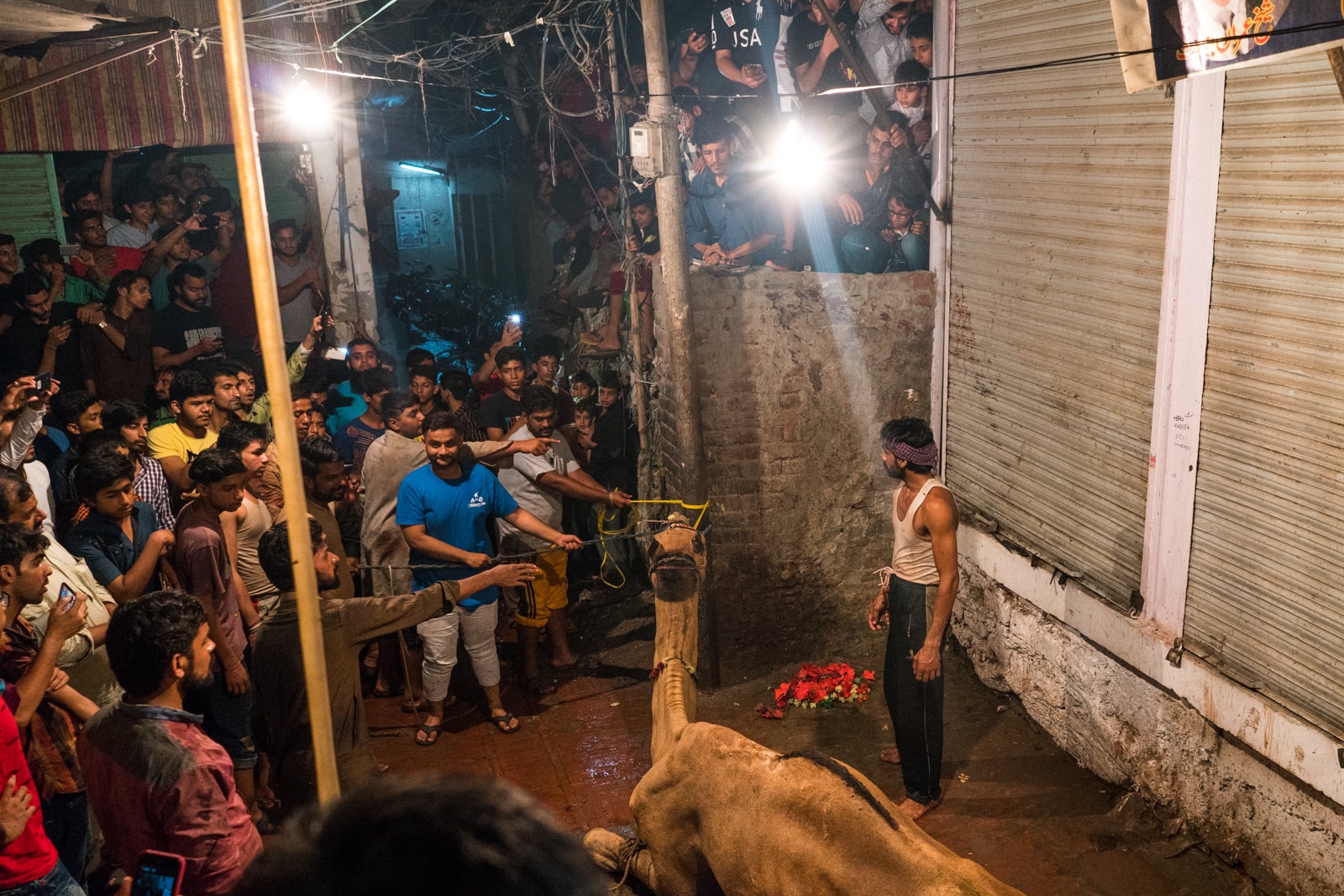 Celebrating Eid al-Adha in Lahore, Pakistan - Camel about to be slaughtered - Lost With Purpose travel blog