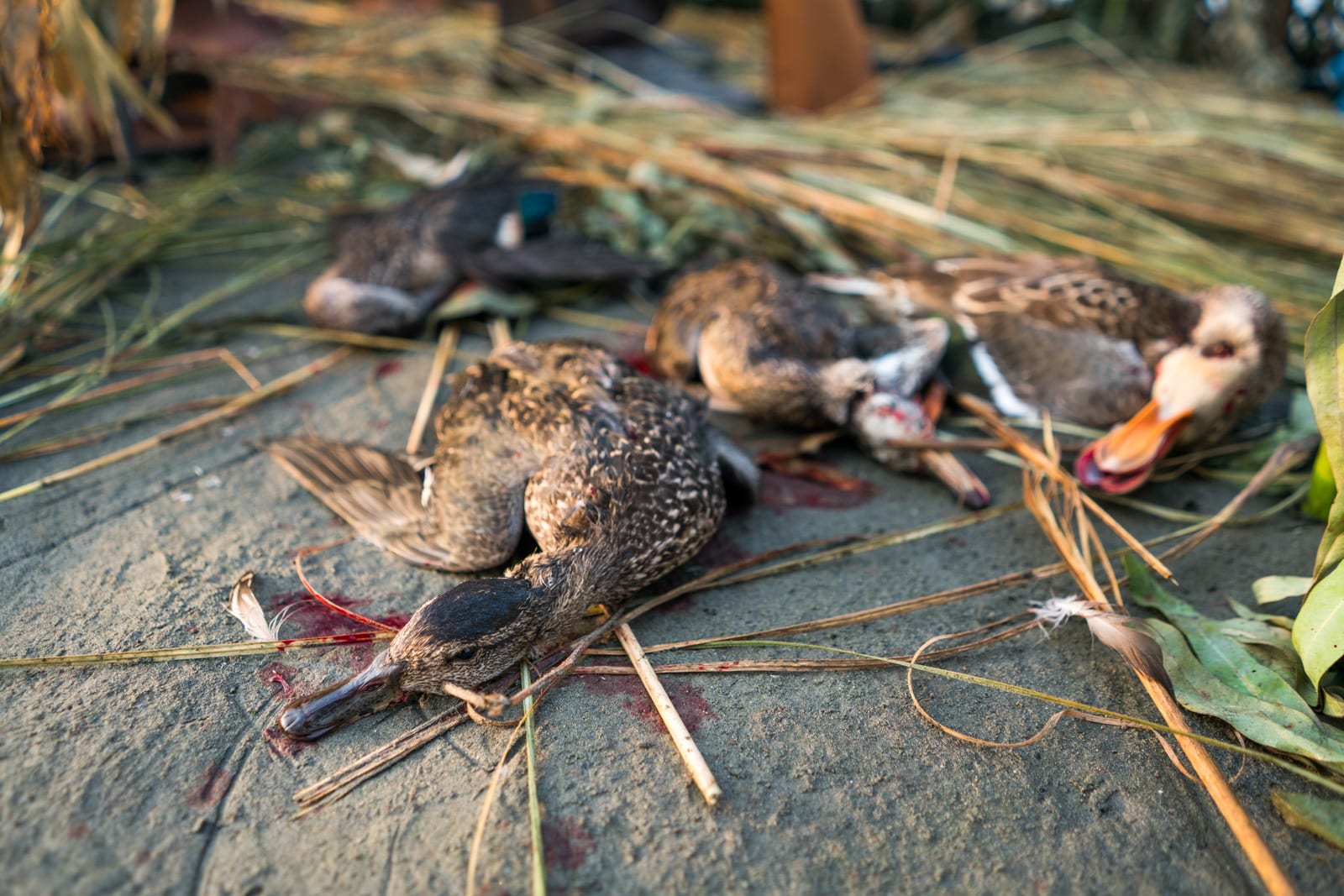 The Pashtuns of Peshwar, Pakistan - Dead ducks in Pakistan - Lost With Purpose travel blog