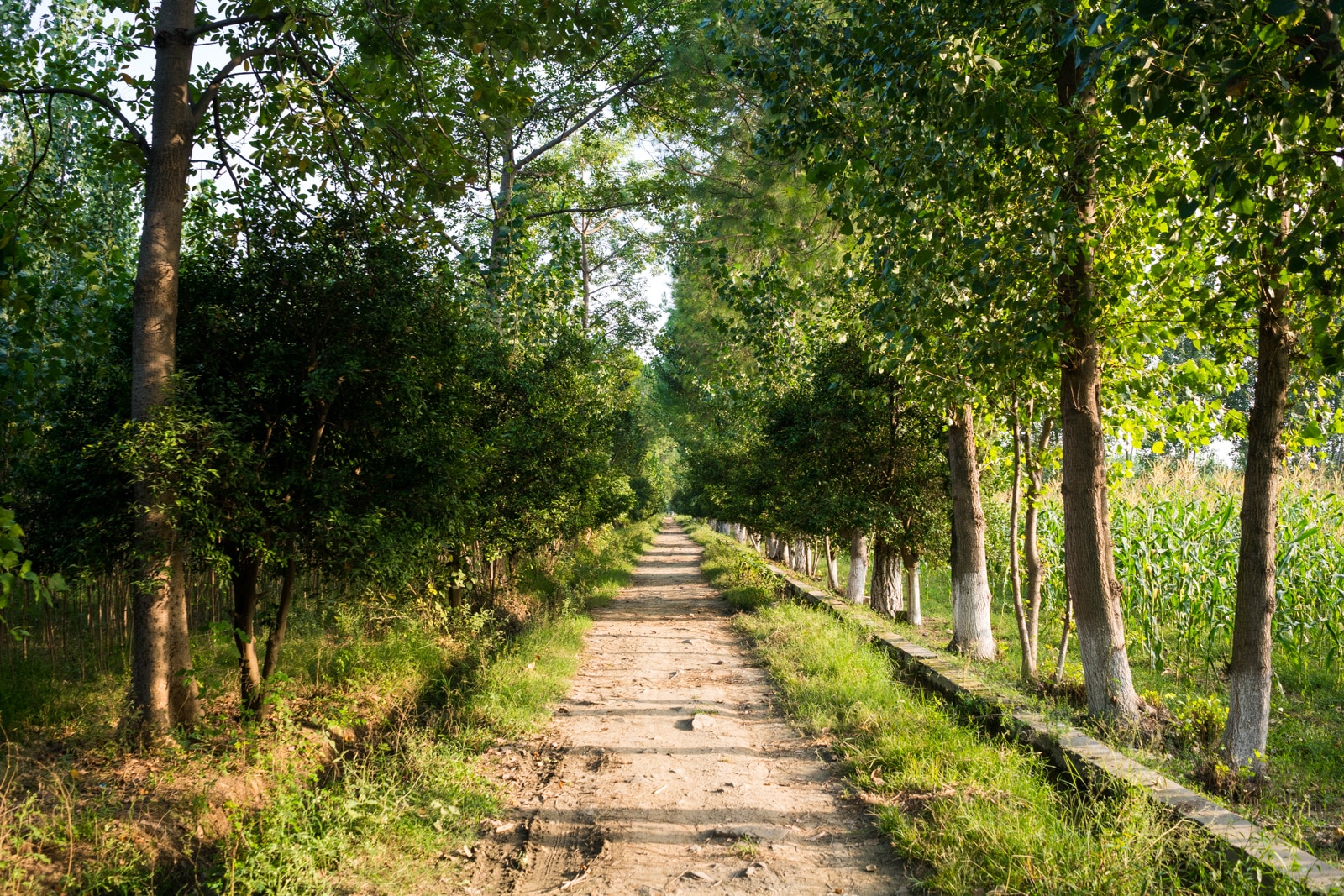 Farm in Mardan, Pakistan - Lost With Purpose travel blog