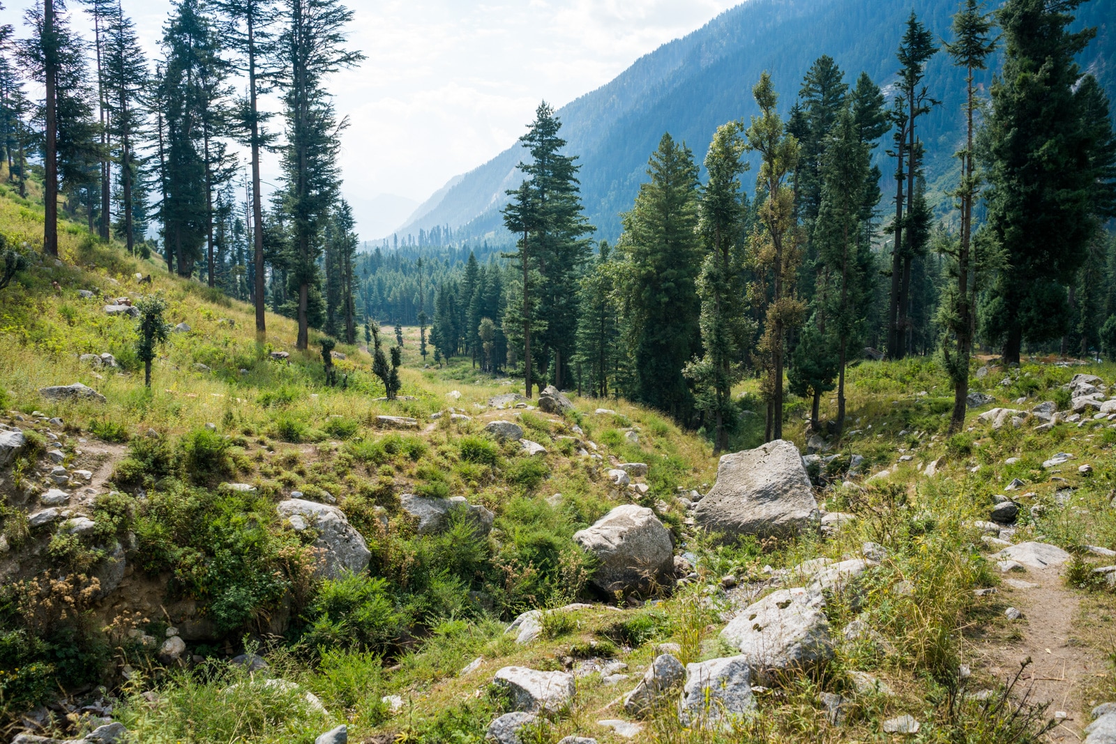 Deodar trees in Kumrat Valley in Pakistan