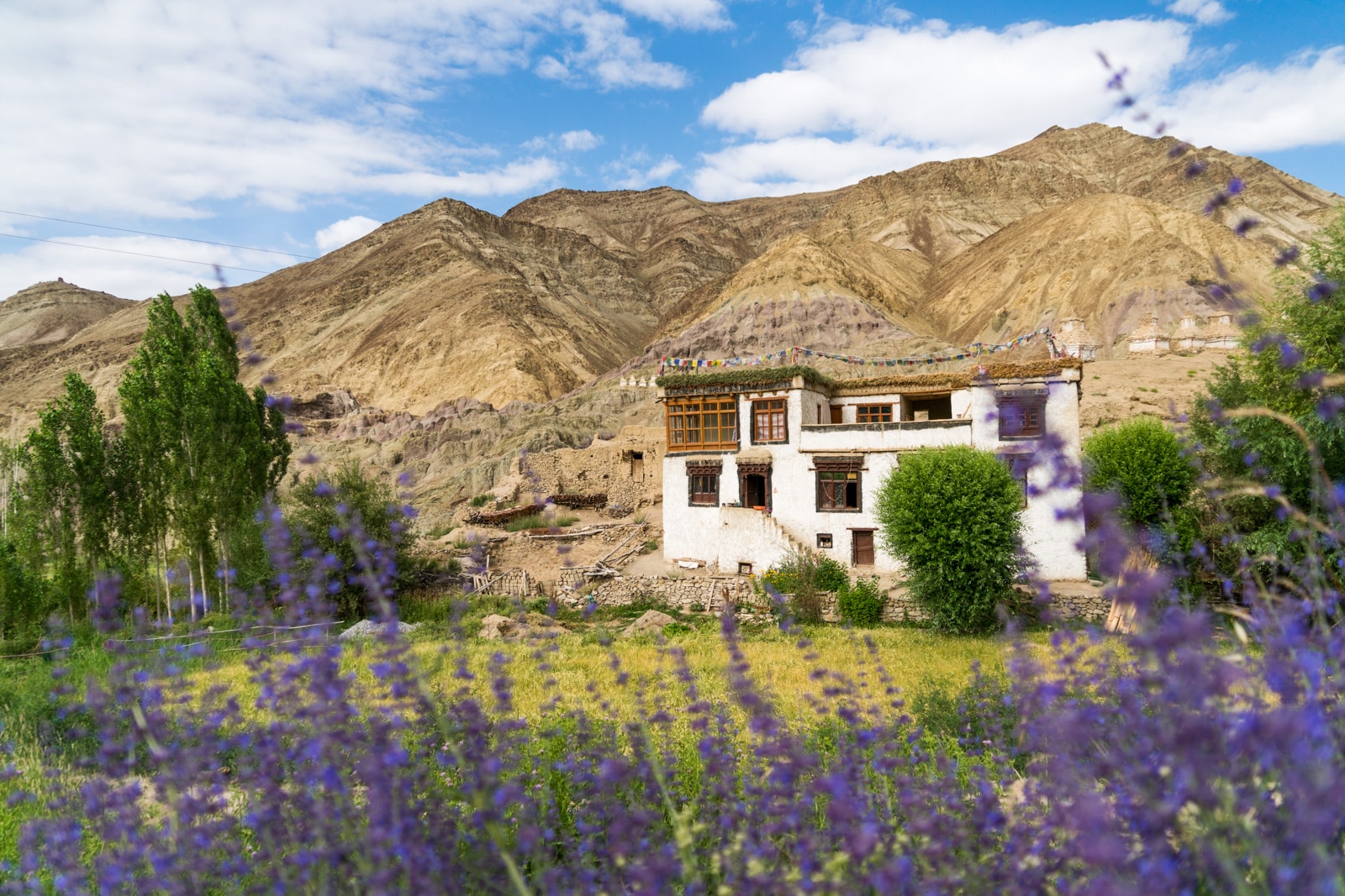 Short 3-day itinerary and guide to the Sham Valley trek in Ladakh, India - Traditional home in Likir with purple flowers - Lost With Purpose travel blog