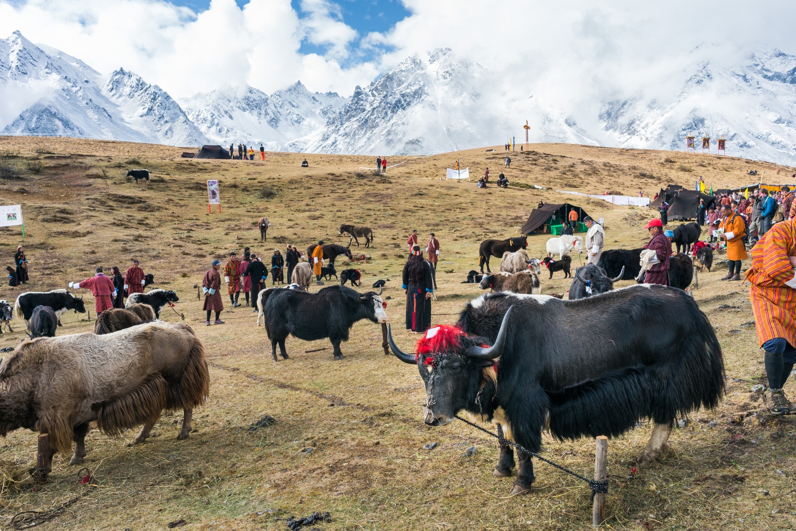 Photos of the Royal Highlander Festival in Bhutan - Yaks and other livestock on display at the festival - Lost With Purpose travel blog